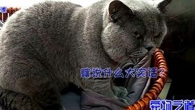 抢主人瓜吃的小猫,一场欢乐的瓜界争夺战