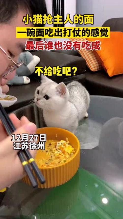 抢主人瓜吃的小猫,一场欢乐的瓜界争夺战