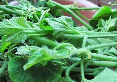 紫皮瓜怎么吃,解锁美味新体验