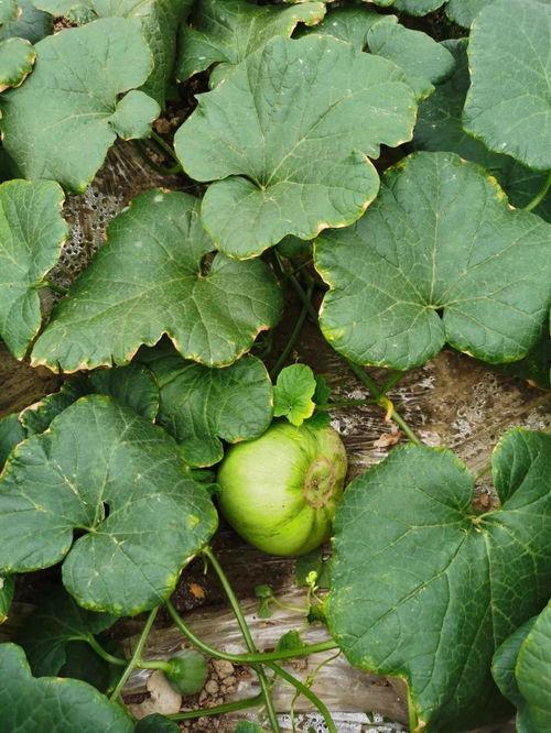 小号安静吃瓜,揭秘网络世界的幕后故事