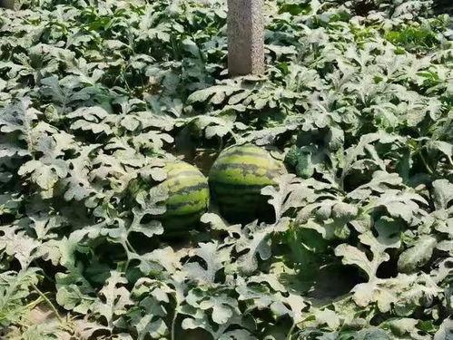 寿光楼顶吃瓜视频,寿光市民夏日休闲新风尚