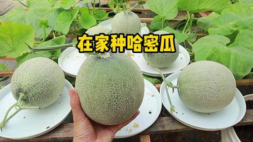 来我家吃哈密瓜