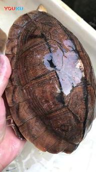 乌龟吃白瓜吗怎么吃视频,视频揭秘正确喂食方法