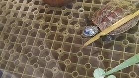 乌龟吃白瓜吗怎么吃视频,视频揭秘正确喂食方法