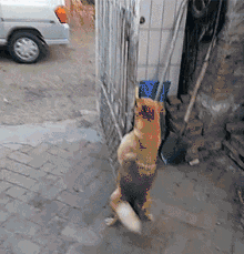 吃瓜旺财,揭秘娱乐圈背后的财富秘密