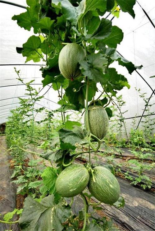 吃瓜吃到自己县,一场意外的“县花”之旅