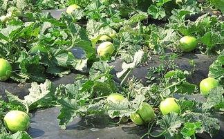 吃瓜后舌头黑,揭秘黑色现象背后的秘密