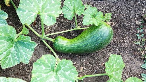 肾病可以吃瓠瓜,瓠瓜的营养与食疗作用