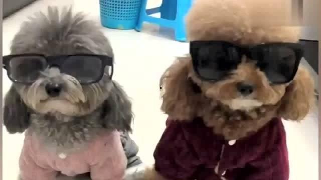 乖乖崽吃瓜,揭秘娱乐圈幕后故事