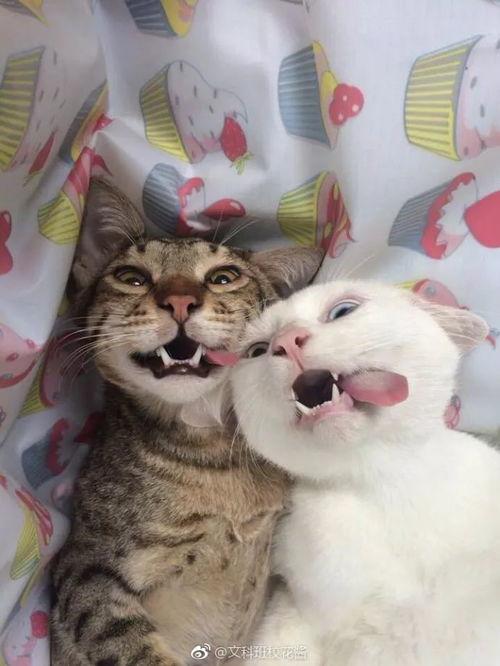 刚满月公猫吃瓜,刚满月公猫的美食初体验