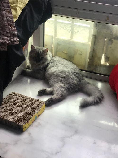 刚满月公猫吃瓜,刚满月公猫的美食初体验