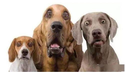 狗子瘸腿吃瓜,趣味横生的治愈瞬间