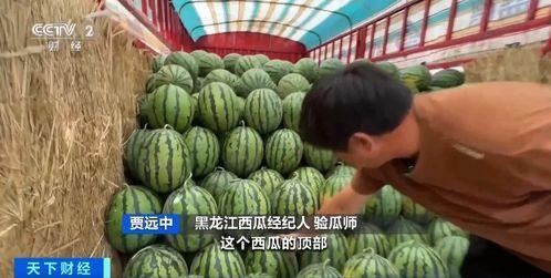 呼图壁吃瓜,夏日消暑新宠