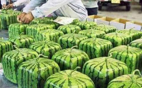 吃瓜611,一场网络热议背后的真相