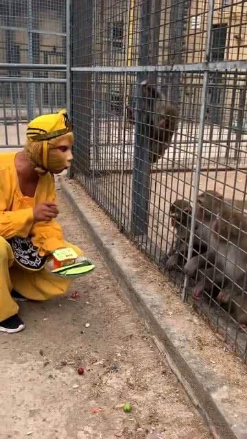 喂猴吃瓜砸头,一场意外引发的趣味故事