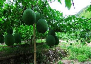 吃吊瓜容易胀气,揭秘吃吊瓜易胀气的秘密