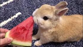 兔宝贝吃瓜