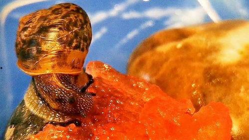 吃瓜小牛微博,“吃瓜小牛微博揭秘娱乐圈幕后故事”