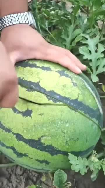 东北吃瓜的视频,揭秘东北特色美食背后的故事