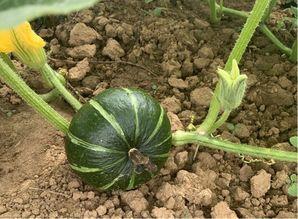 归龙潮吃瓜,揭秘神秘吃瓜背后的故事