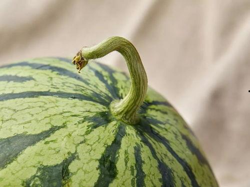 清穿之吃瓜,宫廷秘闻，笑料百出