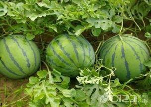 早期吃瓜,揭秘早期“吃瓜群众”的起源与演变