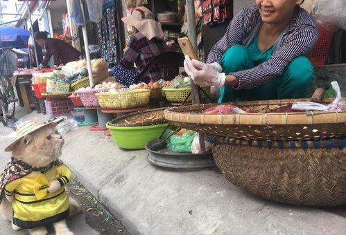 吃瓜老板卖鱼老板,吃瓜老板与卖鱼老板的市井奇遇记