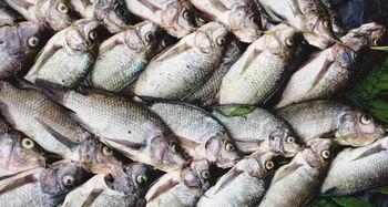 吃瓜老板卖鱼老板,吃瓜老板与卖鱼老板的市井奇遇记