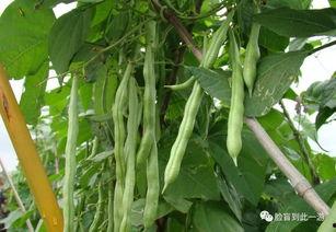 吃贵州素瓜汤,素瓜汤的清新滋味探寻