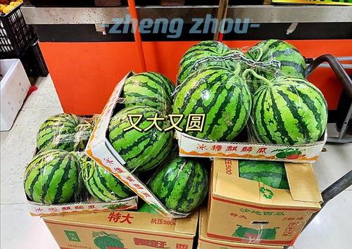 郑州吃瓜文化传播,揭秘城市里的“瓜田”盛景