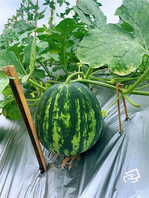 上城区吃瓜,瓜果飘香，品味都市田园生活