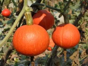 东升瓜怎么吃,解锁夏日清新美味