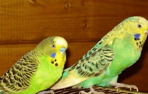 虎皮鹦鹉吃瓜群众,瓜果乐园中的快乐食客