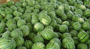 龙港直播吃瓜,一场别开生面的“吃瓜”盛宴