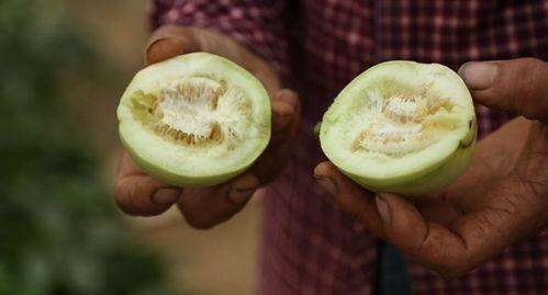 龙港直播吃瓜,一场别开生面的“吃瓜”盛宴