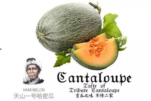 吃瓜吃饼群众小说林鹿