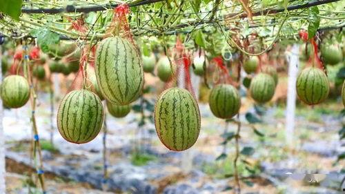 东职院吃瓜,揭秘校园热点背后的真相