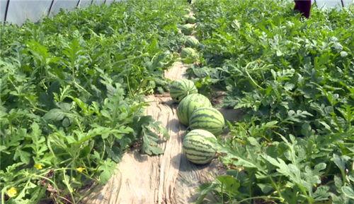 最近仁寿吃瓜事件