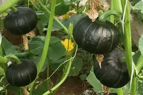 吃贝贝瓜上火么,上火风险与应对策略