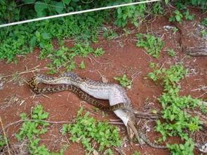 吞噬巨蟒吃瓜视频