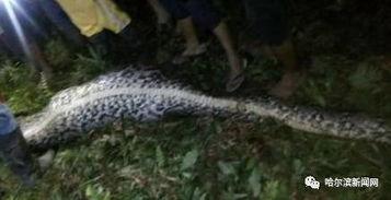 吞噬巨蟒吃瓜视频