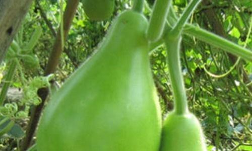 吃瓠瓜存什么好处,吃出健康与活力的秘密