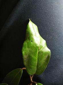 幼儿能否吃茭瓜菜叶,幼儿适宜食用指南