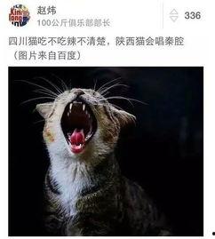 带你吃瓜东北猫