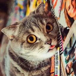 带你吃瓜东北猫