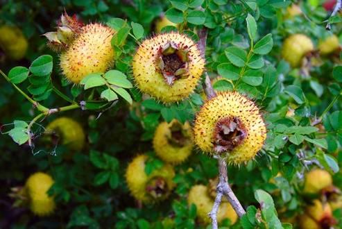 书亦刺梨吃瓜配料