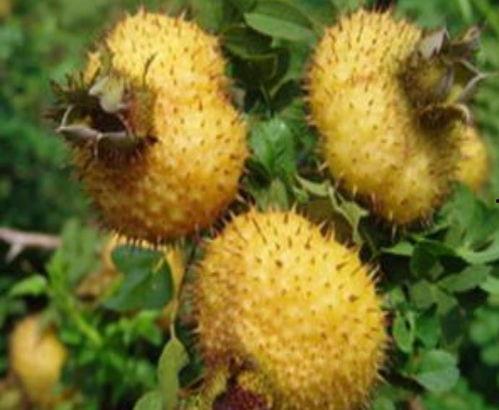 书亦刺梨吃瓜配料