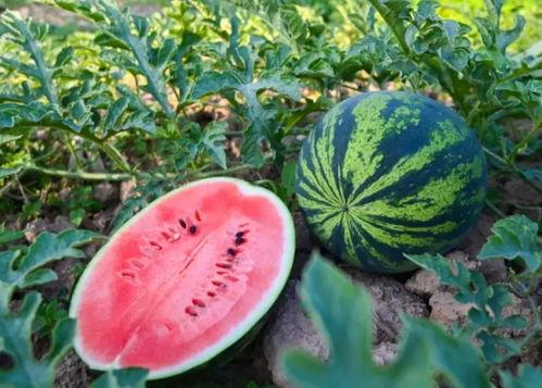 搞笑吃瓜群河南,笑料百出，欢乐无限