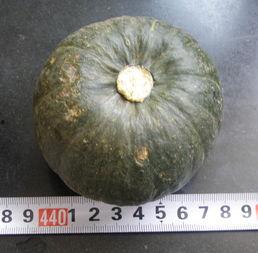 瓜种子可以吃的,从废弃到餐桌的华丽转身