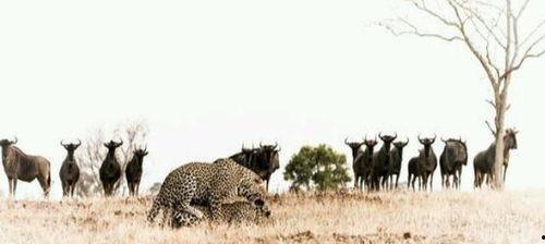 犀牛哥吃瓜,揭秘娱乐圈那些不为人知的幕后故事